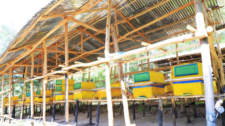 ኢትዮጵያ ባለፉት 10 ወራት 250ሺህ ቶን የማር ምርት አግኝታለች